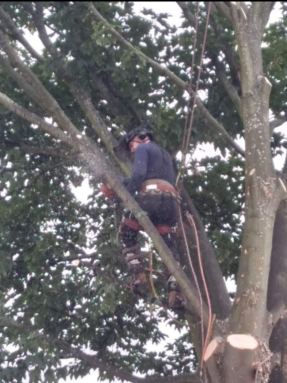 A & C Tree Care – Tree Surgeon West Derby