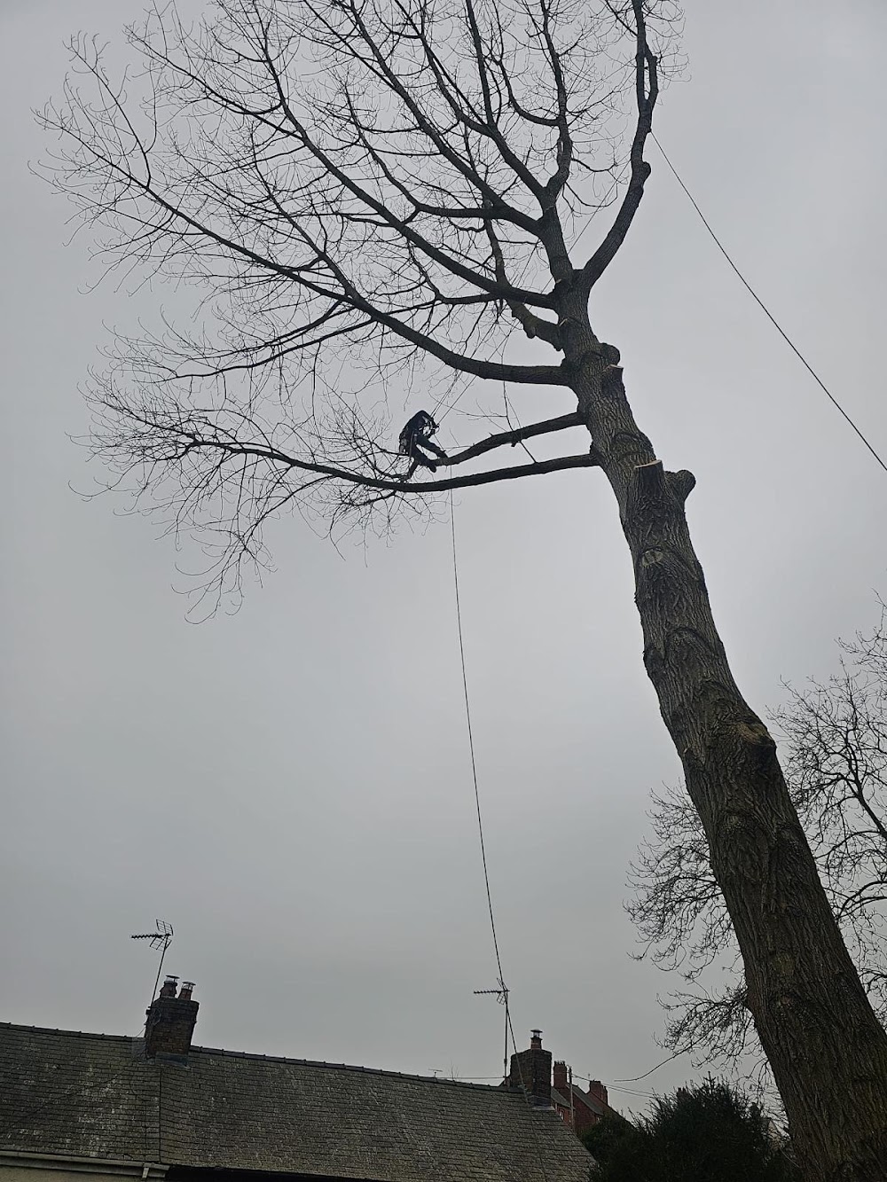 Apex Tree Care Tree Surgeon Mold Chester Wrexham Flintshire Cheshire Wirral Denbighshire