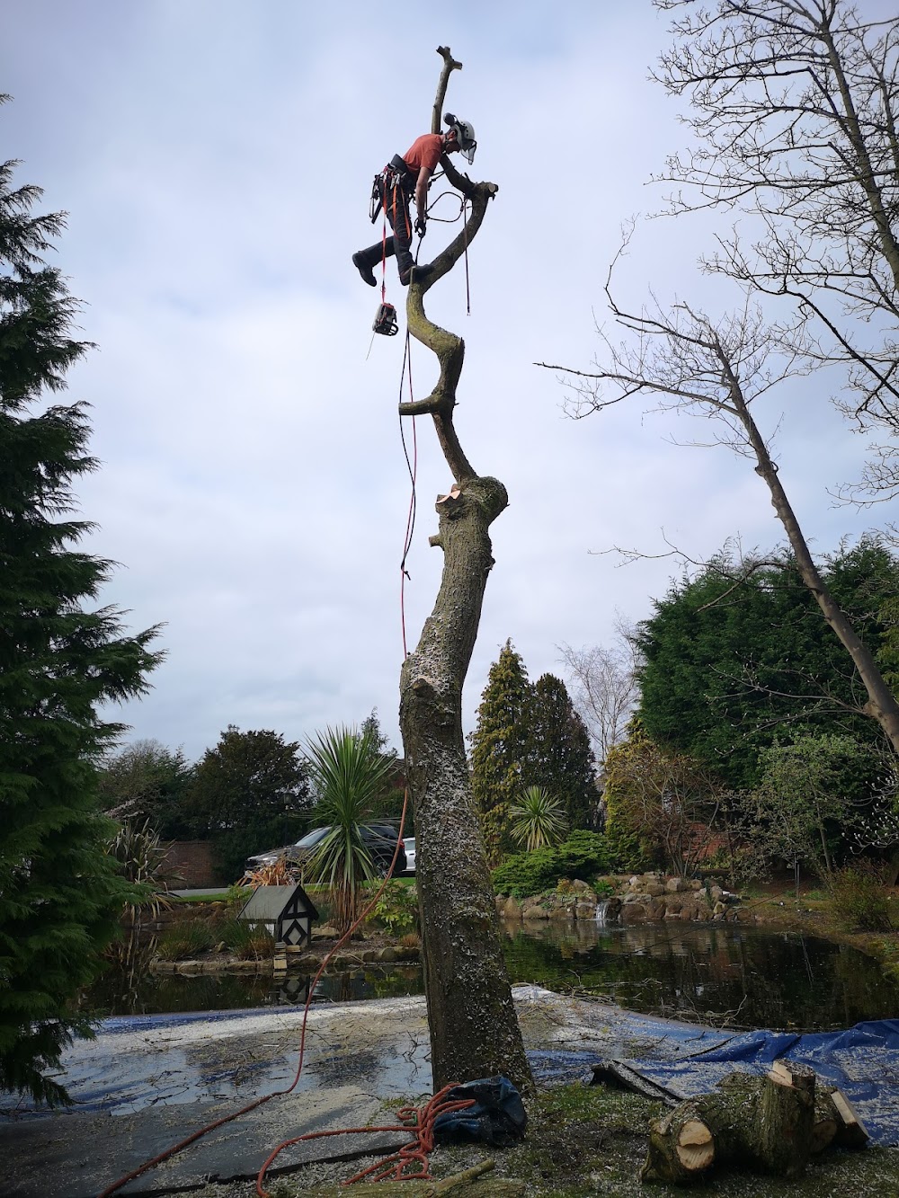 Beaver Tree Surgery