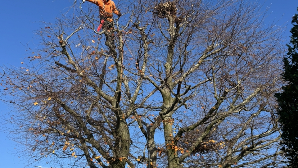 Clear Cut Tree Services