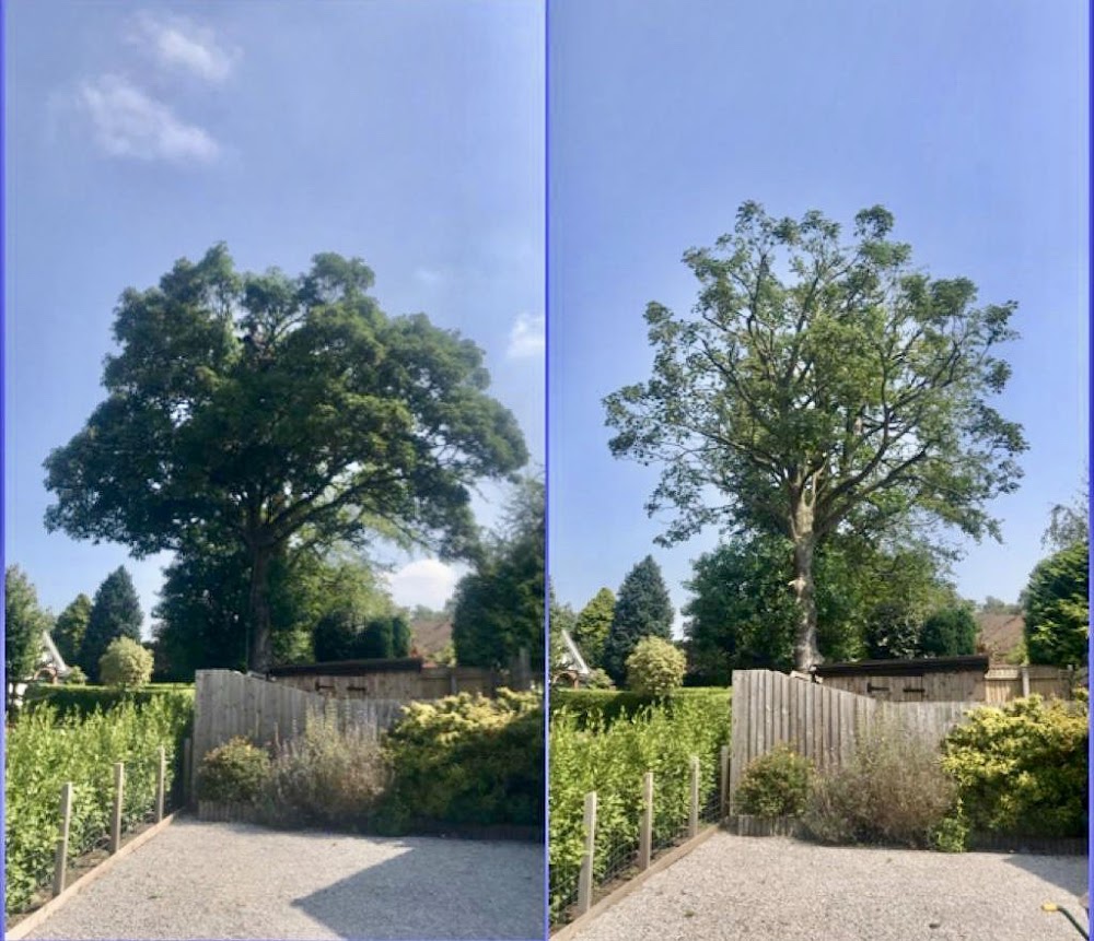 Clifton Tree Surgery
