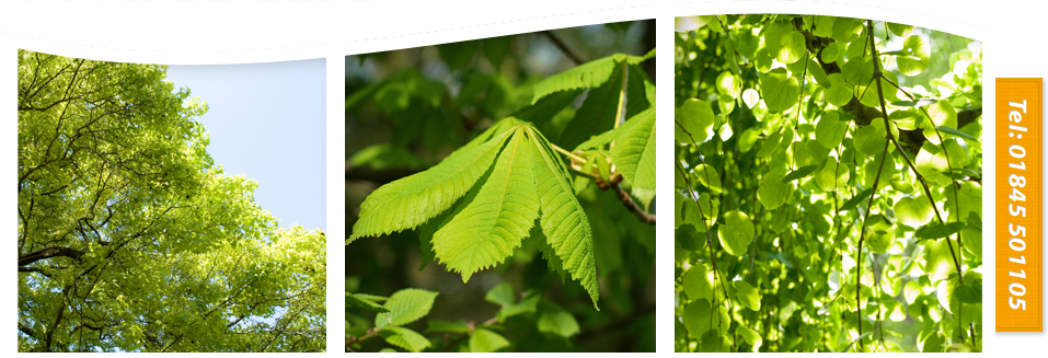 D-Raitt UK Tree Specialist