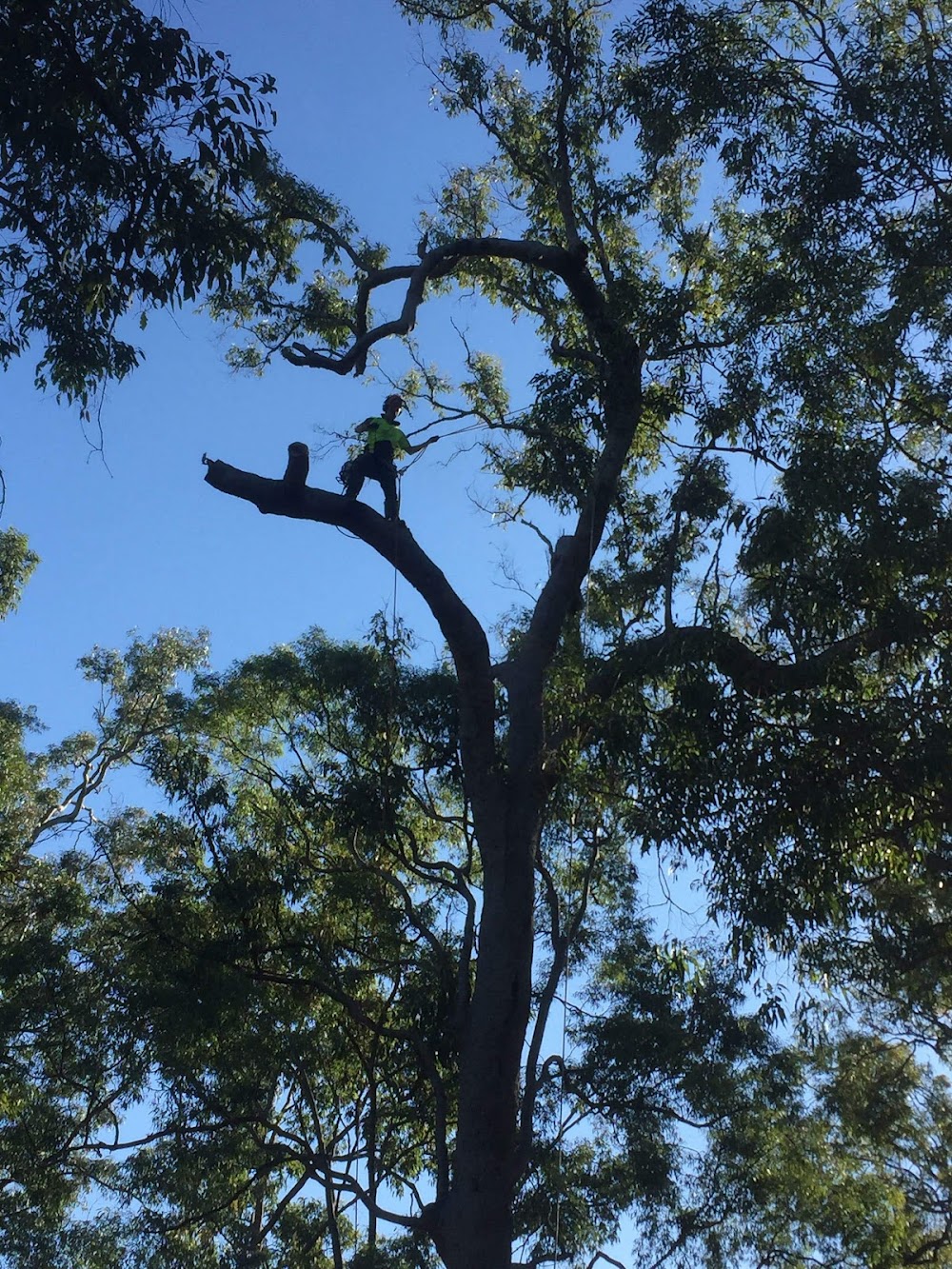 Deadwood Arborists Tree Care Specialists