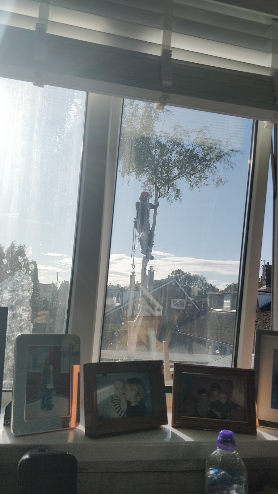 Falconer Tree Specialists Ltd
