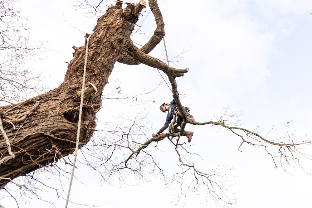 Halfacre Tree Services. Tree Surgeon & Tree Removal, Chester
