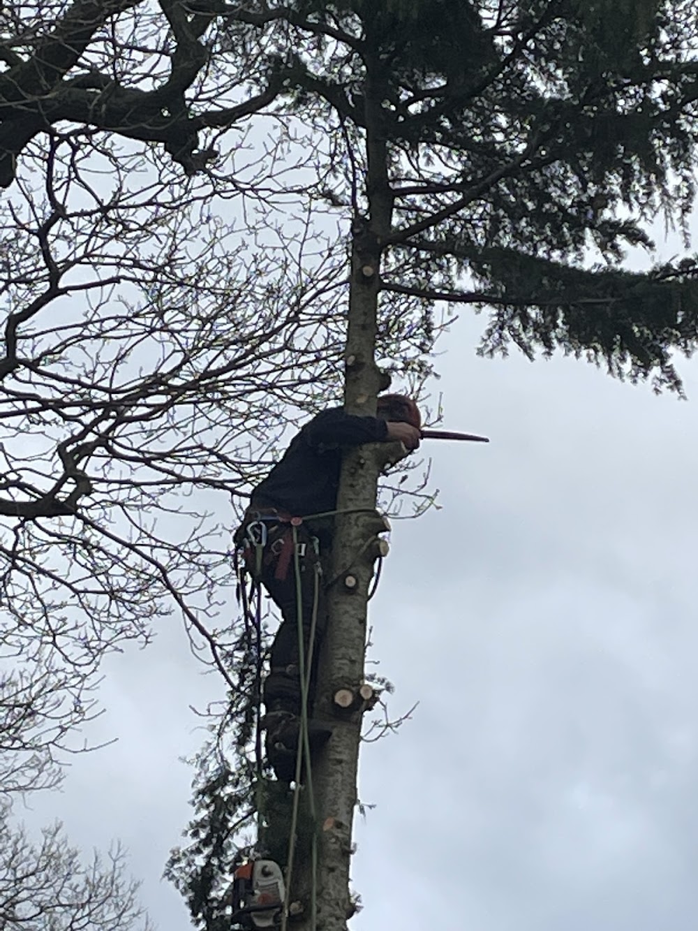 Holly Oak Tree Services Limited