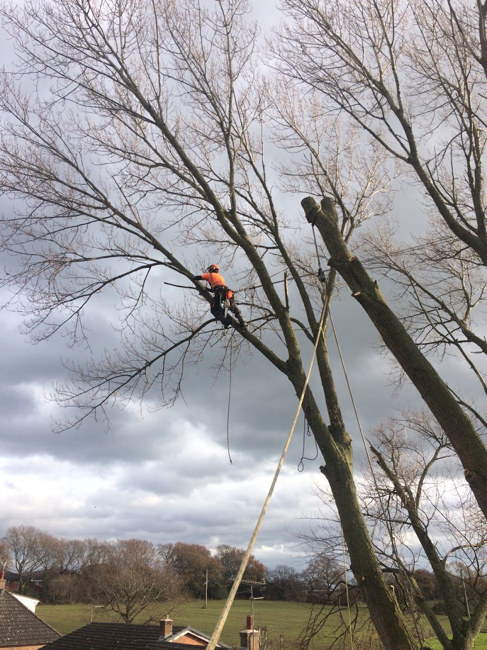 Last Branch Tree Surgery