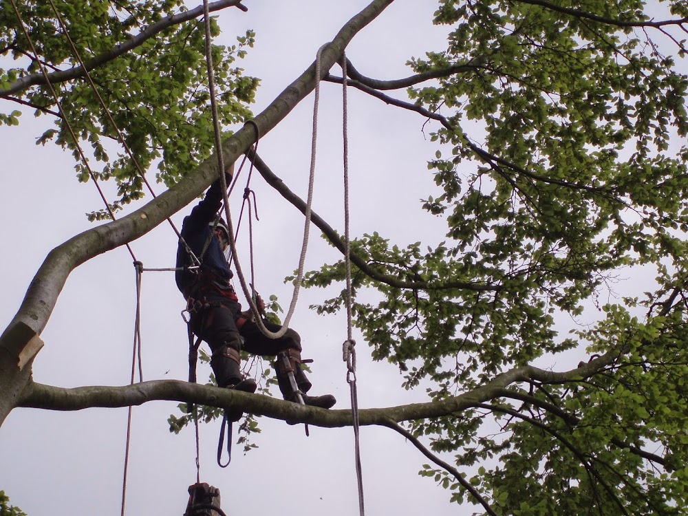 Liverpool Tree Care Services Ltd