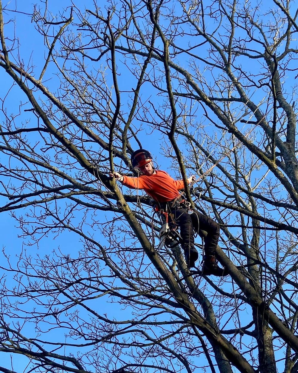 Saxon Tree Specialists Limited