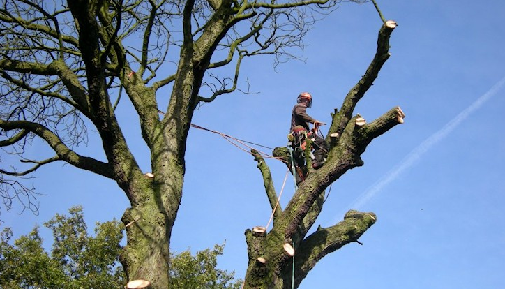 ST HELENS TREE & STUMP REMOVALS/ST HELENS TREE SURGEON