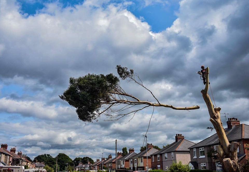 TreeTops Arboriculture