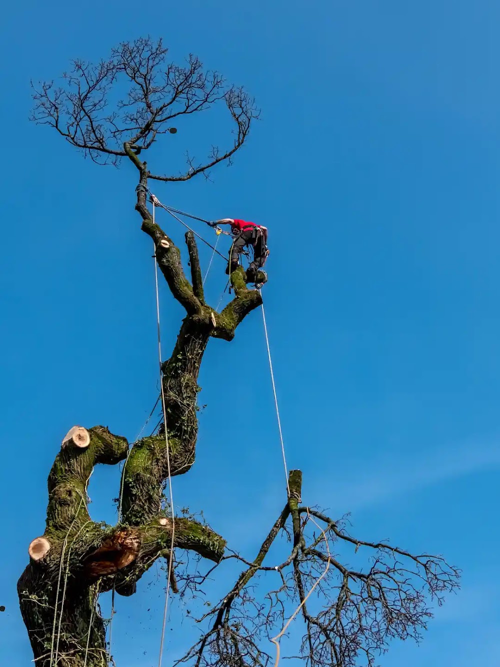 Veteran Tree Surgeons
