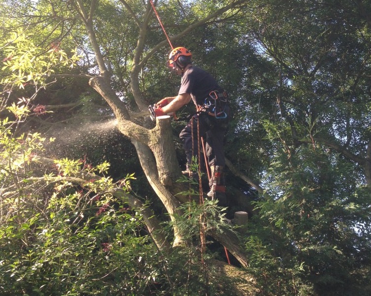 WARRINGTON TREE & STUMP REMOVALS/WARRINGTON TREE SURGEON(WA5)