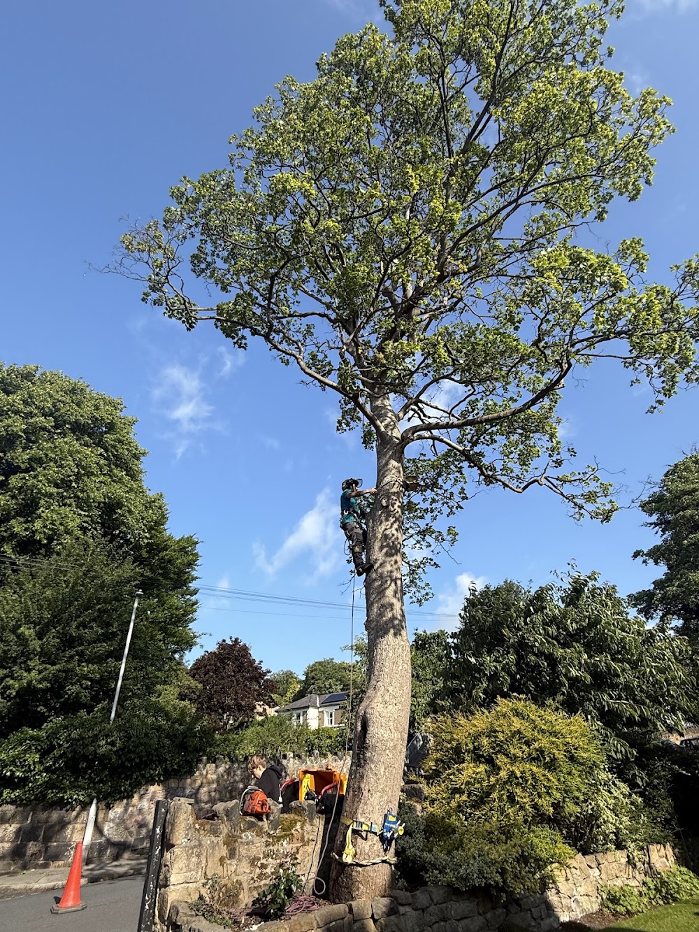 WDJ Tree & Vegetation management — Wirral