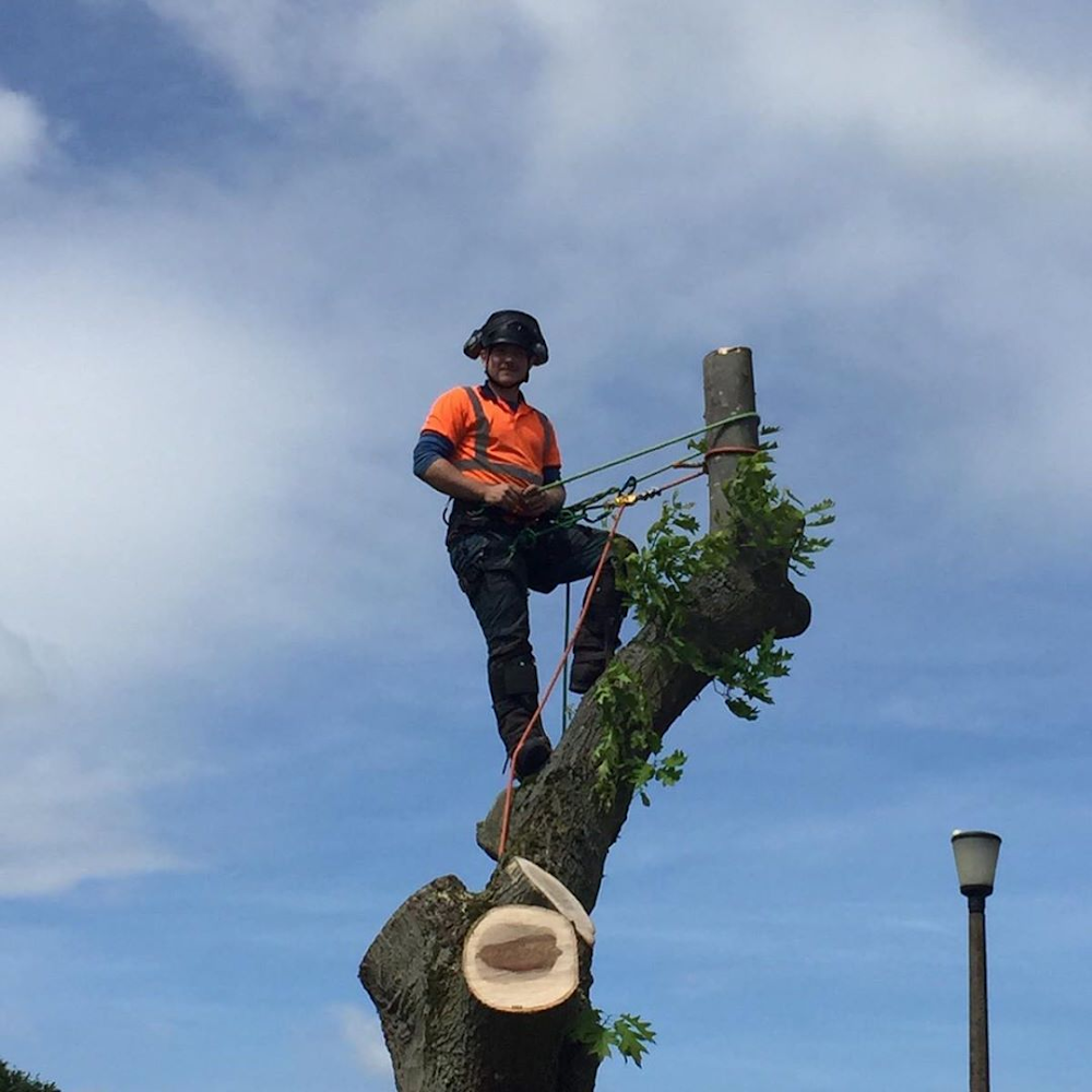 Wirral Tree Surgeon