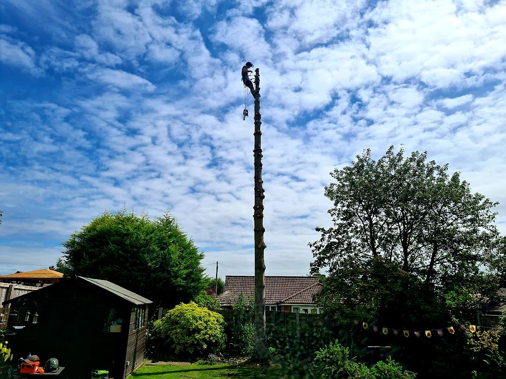 Woodstock Tree & Garden Care (Tree Surgeon)