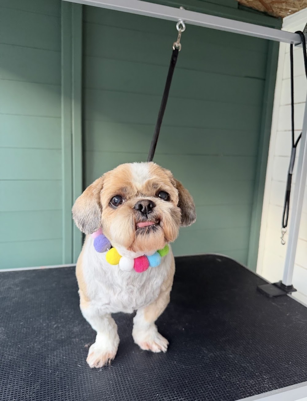 Four Paws Pet Spa