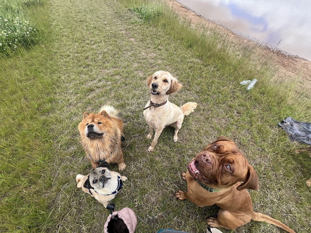 Furry Popins Wirral – Adventure Dog Walking & Pet Sitting