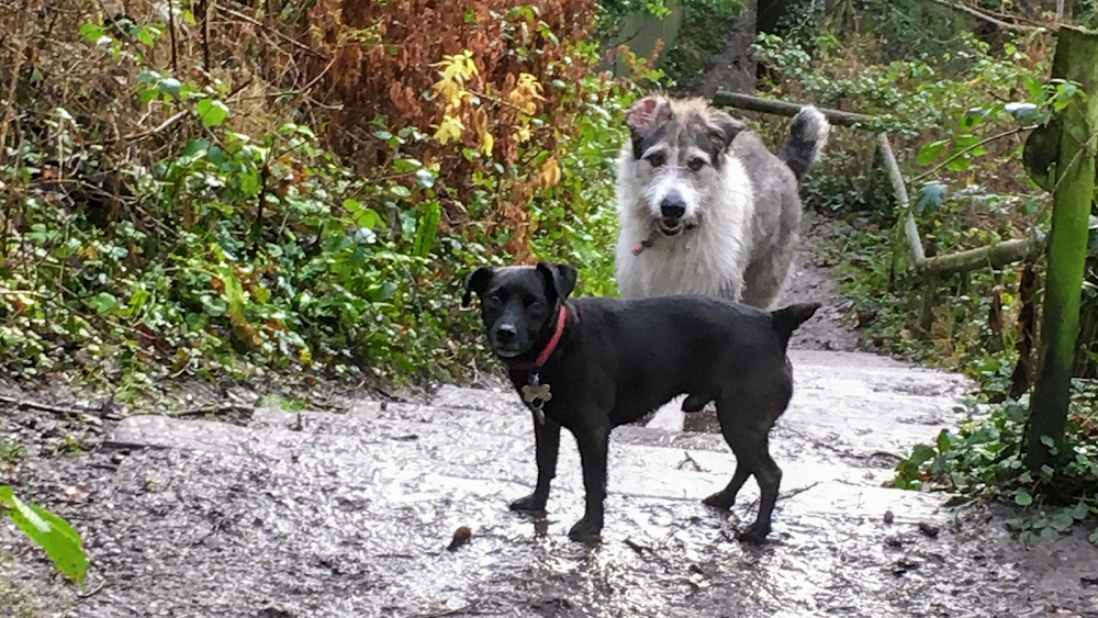 Happy Pets = Happy Tails