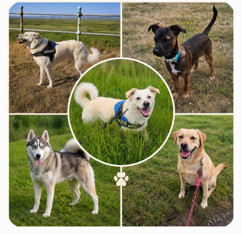 Minipawz pet sitting services wirral